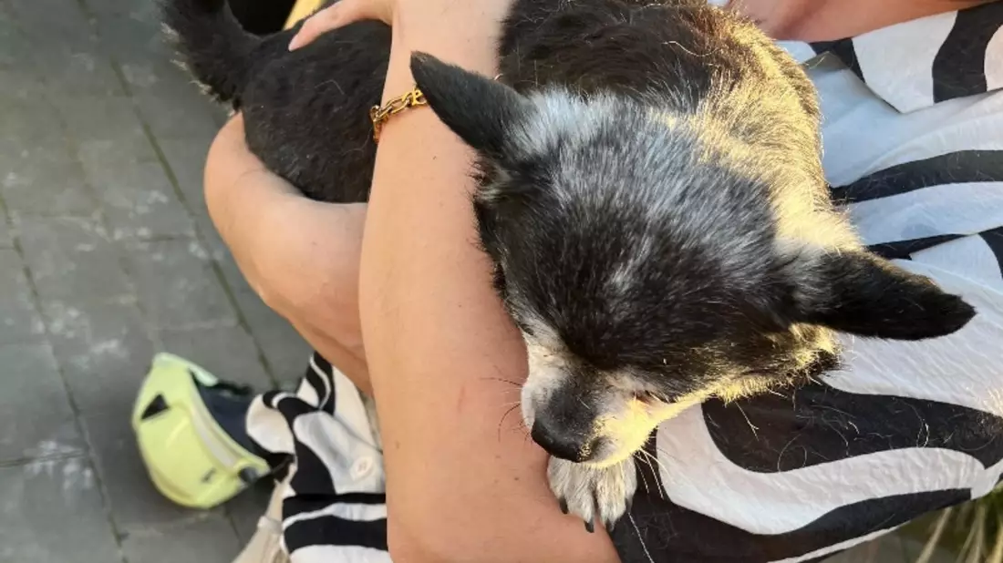 FW Dinslaken: Hund aus Notlage befreit - Bild: presseportal.de