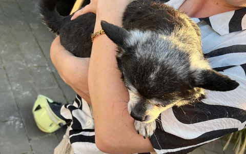 FW Dinslaken: Hund aus Notlage befreit - Foto: presseportal.de