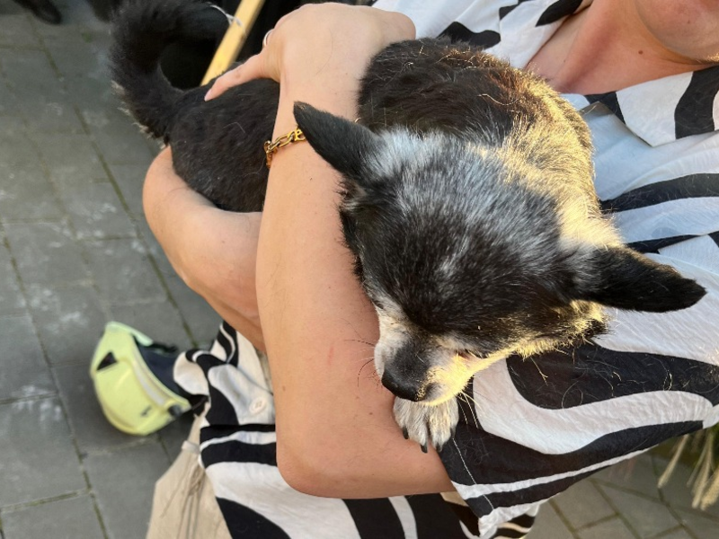 FW Dinslaken: Hund aus Notlage befreit - Foto: presseportal.de