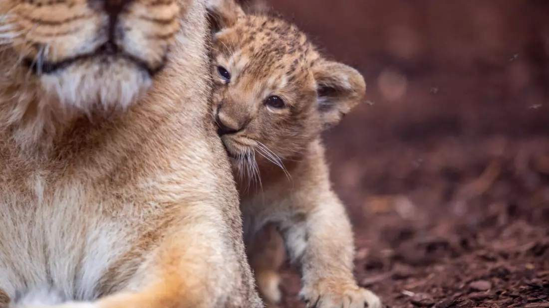 Der fast acht Wochen alte kleine Löwe aus dem Schweriner Zoo hat nun einen Namen. Er heißt Santosh. (Archivbild) - Bild: Jens Büttner/dpa