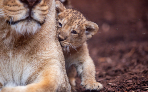 Der fast acht Wochen alte kleine Löwe aus dem Schweriner Zoo hat nun einen Namen. Er heißt Santosh. (Archivbild) - Foto: Jens Büttner/dpa