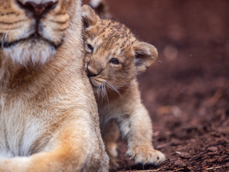 Der fast acht Wochen alte kleine Löwe aus dem Schweriner Zoo hat nun einen Namen. Er heißt Santosh. (Archivbild) - Foto: Jens Büttner/dpa