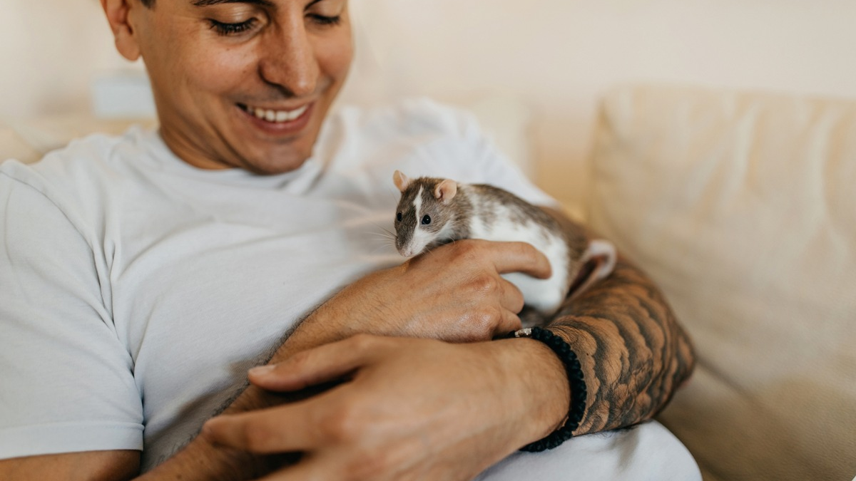 ZZF ernennt die Farbratte zum Heimtier des Jahres 2025 - Foto: presseportal.de