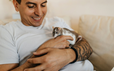 ZZF ernennt die Farbratte zum Heimtier des Jahres 2025 - Foto: presseportal.de