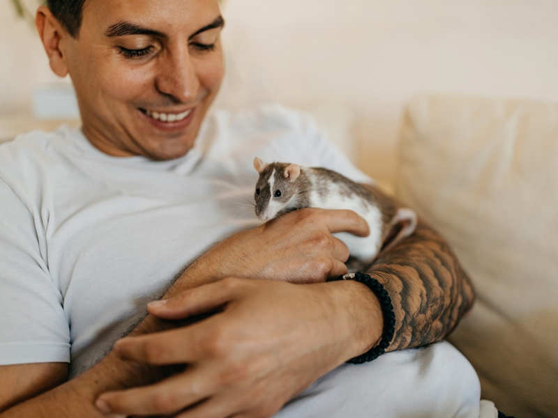 ZZF ernennt die Farbratte zum Heimtier des Jahres 2025 - Foto: presseportal.de