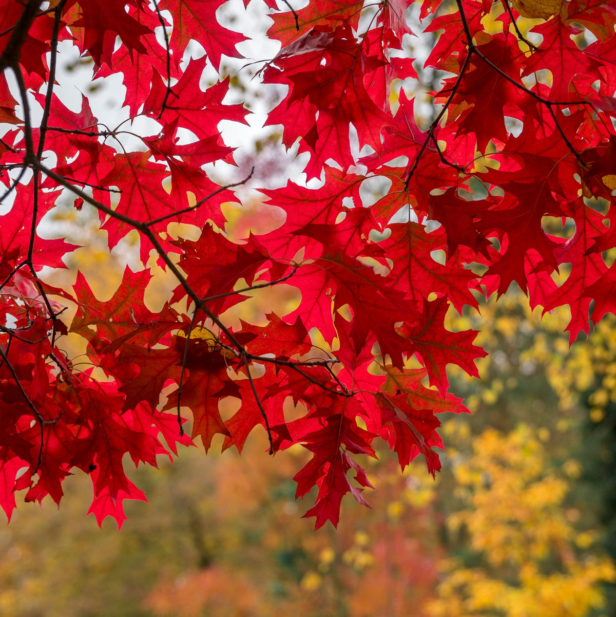 Der Ahorn ist vor allem im Herbst einer der schönsten Bäume: Seine Blätter sind dann feuerrot. (Archivbild) - Foto: Daniel Vogl/dpa
