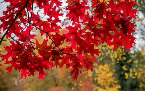 Der Ahorn ist vor allem im Herbst einer der schönsten Bäume: Seine Blätter sind dann feuerrot. (Archivbild) - Foto: Daniel Vogl/dpa