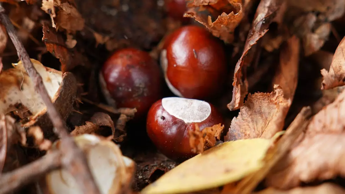 Hat der Conkers-Weltmeister etwa keine herkömmliche Kastanie genutzt? (Symbolbild) - Bild: Marcus Brandt/dpa