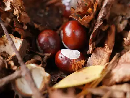 Hat der Conkers-Weltmeister etwa keine herkömmliche Kastanie genutzt? (Symbolbild) - Foto: Marcus Brandt/dpa