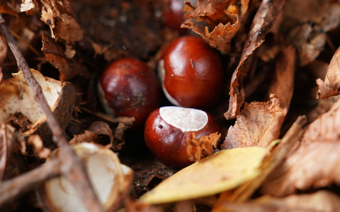 Hat der Conkers-Weltmeister etwa keine herkömmliche Kastanie genutzt? (Symbolbild) - Foto: Marcus Brandt/dpa Hat der Conkers-Weltmeister etwa keine herkömmliche Kastanie genutzt? (Symbolbild) - Foto: Marcus Brandt/dpa