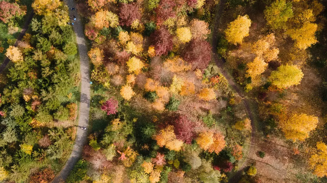 Gelb, orange, rot: Die Wälder haben im Herbst einen ganz eigenen Reiz, denn das Laub der Bäume verfärbt sich. (Archivbild) - Bild: Sebastian Kahnert/dpa
