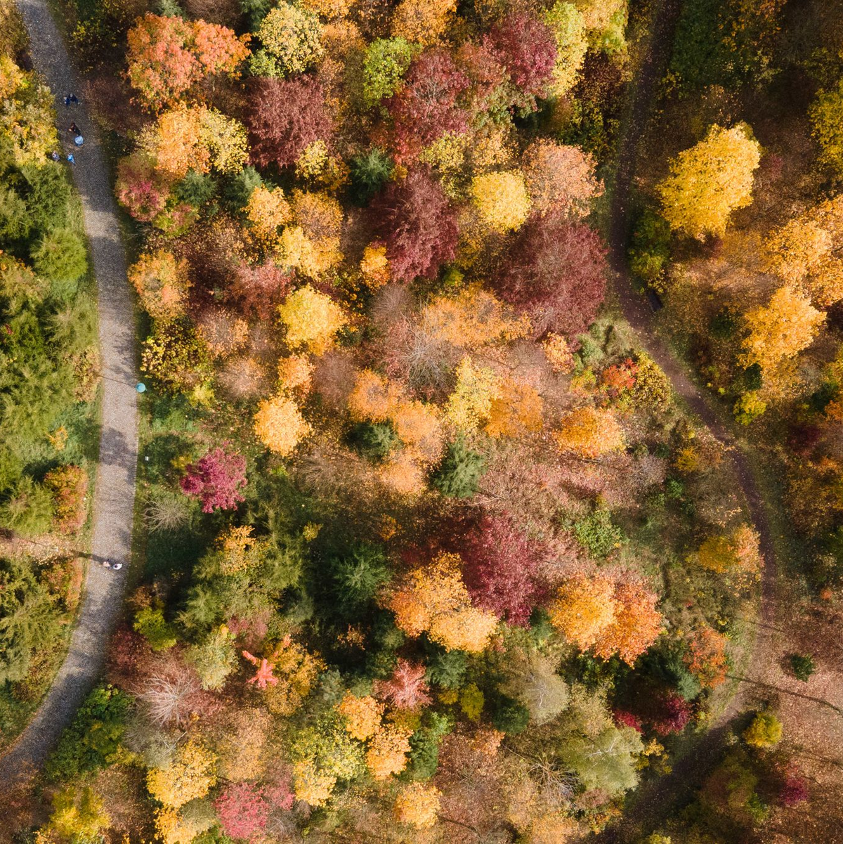 Gelb, orange, rot: Die Wälder haben im Herbst einen ganz eigenen Reiz, denn das Laub der Bäume verfärbt sich. (Archivbild) - Foto: Sebastian Kahnert/dpa