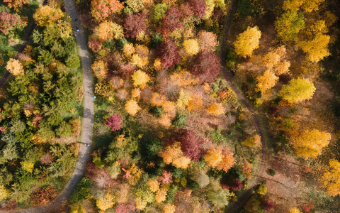 Gelb, orange, rot: Die Wälder haben im Herbst einen ganz eigenen Reiz, denn das Laub der Bäume verfärbt sich. (Archivbild) - Foto: Sebastian Kahnert/dpa
