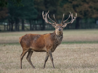 Unfallgefahr: Wo Hirsch und Co. die Straße queren - An Feldern und Waldstücken Geschwindigkeit anpassen - Was ist nach einem Unfall zu tun? - Foto: presseportal.de