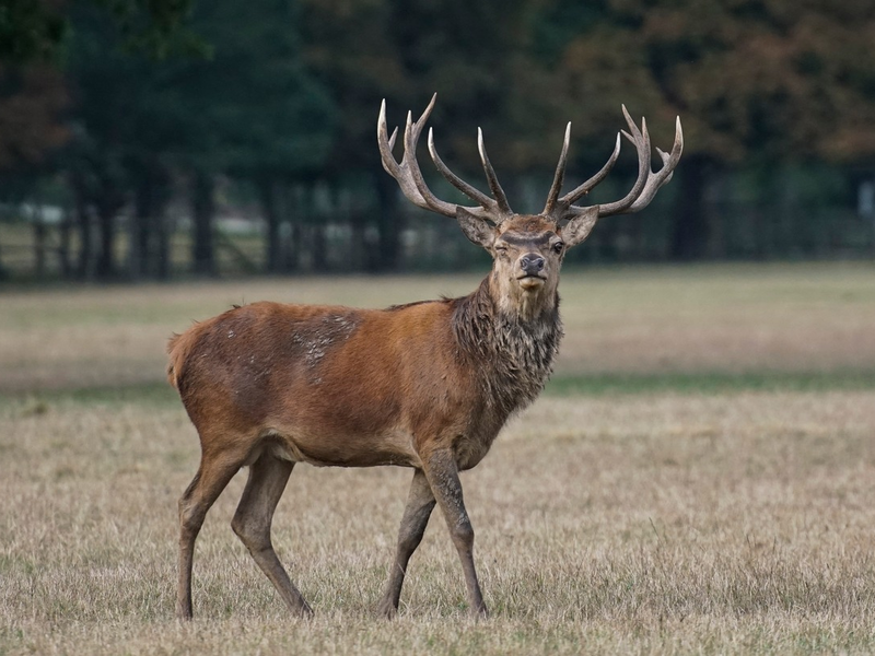 Unfallgefahr: Wo Hirsch und Co. die Straße queren - An Feldern und Waldstücken Geschwindigkeit anpassen - Was ist nach einem Unfall zu tun? - Foto: presseportal.de