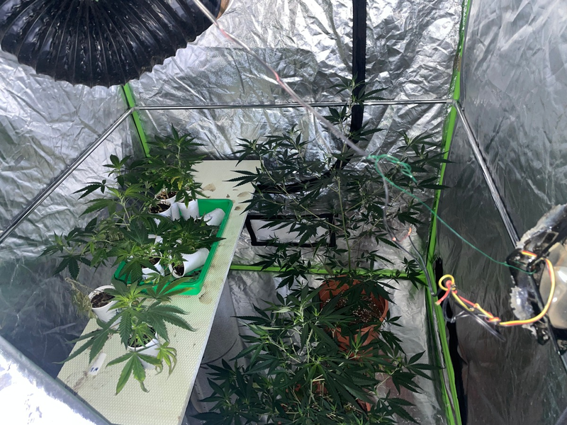 POL-STD: Polizei stellt 40 Marihuanapflanzen und Zuchtzubehör sicher, Unbekannte entwenden Kabel aus Stader Rohbau - Foto: presseportal.de