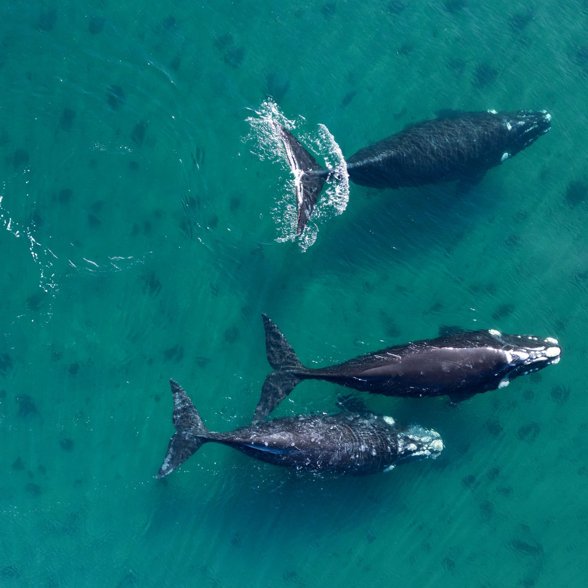 Bis 2030 sollen mindestens 30 Prozent der Weltmeere geschützt werden. (Archivbild)  - Foto: Maxi Jonas/dpa