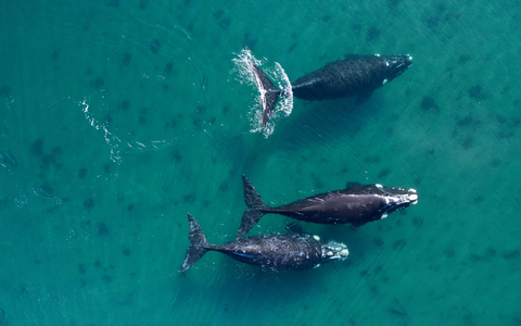 Der Antrag auf ein neues Schutzgebiet für Wale im Südatlantik scheitert knapp. - Foto: Maxi Jonas/dpa