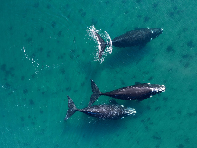 Auf ihren Wanderungen sind Wale zahlreichen Gefahren ausgesetzt. - Foto: Maxi Jonas/dpa