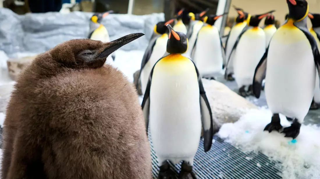 Mehr als 22 Kilo bringt Pesto bereits auf die Waage. - Bild: Uncredited/SEA LIFE Melbourne/AP/dpa