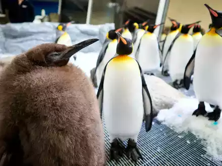 Der kugelrunde Pesto ist zum Social-Media-Star avanciert. - Foto: Uncredited/SEA LIFE Melbourne/AP/dpa