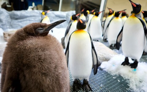 Der kugelrunde Pesto war schnell zum Social-Media-Star avanciert. - Foto: Uncredited/SEA LIFE Melbourne/AP/dpa