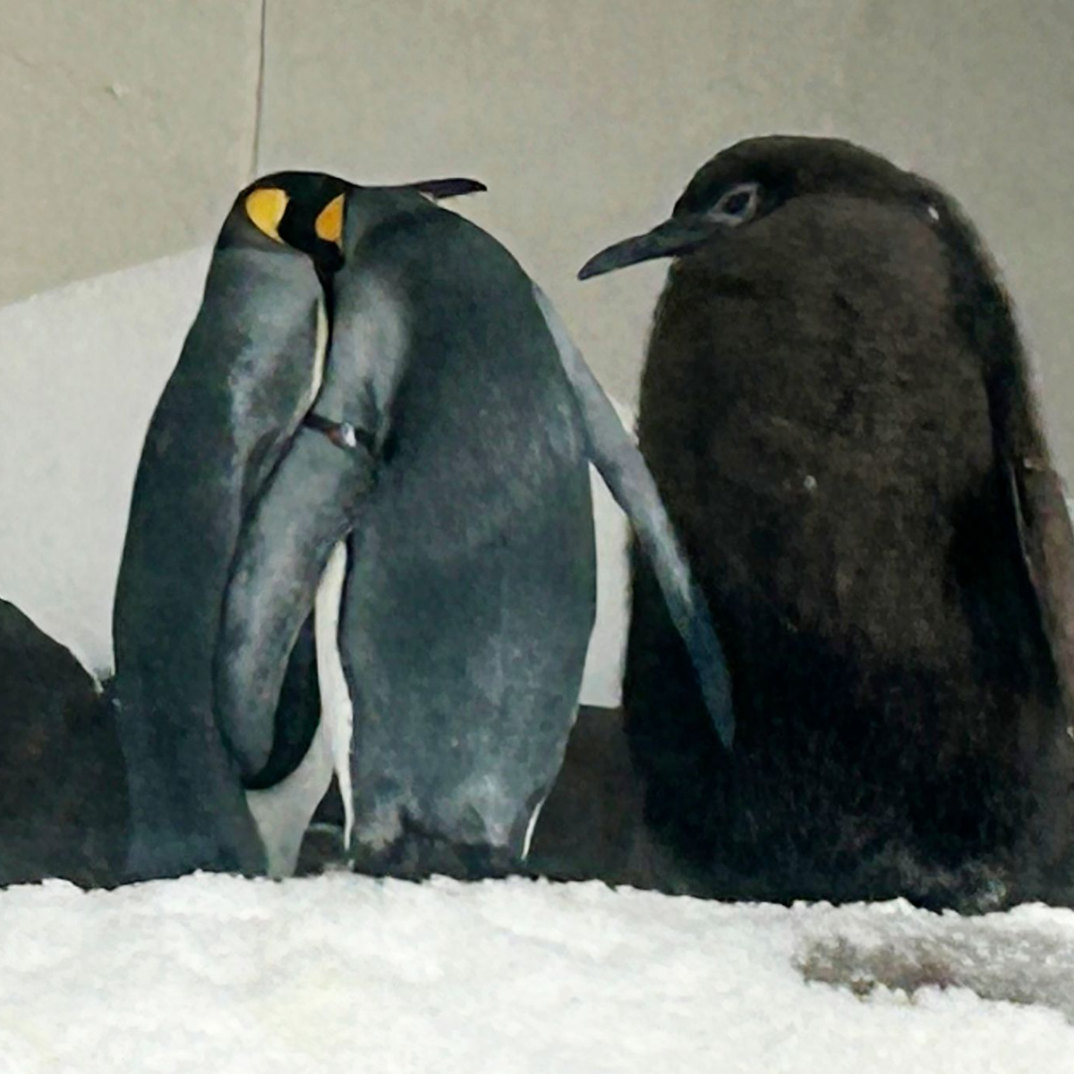 Schon als Baby überragt Königspinguin Pesto sämtliche Artgenossen. - Foto: Rod McGuirk/AP/dpa