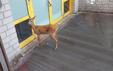 POL-KLE: Kreis Kleve - Achtung Wildunfälle! So verhalten Sie sich richtig - Foto: presseportal.de