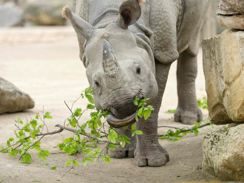 Verantwortung für das Tierwohl / Gemeinsame Position der Tierhalter zur Novellierung des Tierschutzgesetzes - Foto: presseportal.de