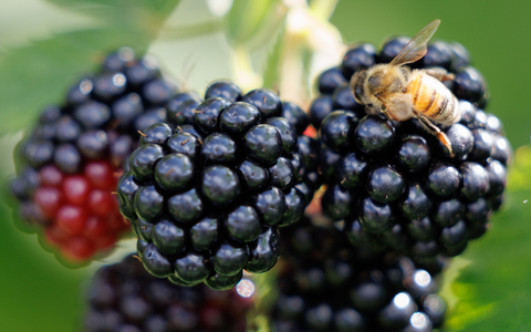 Schwarz, rot, lila: Die Brombeere zeigt in unterschiedlichen Reifegraden die Parteifarben von CDU, SPD und BSW auf (Archivbild).  - Foto: Friso Gentsch/dpa