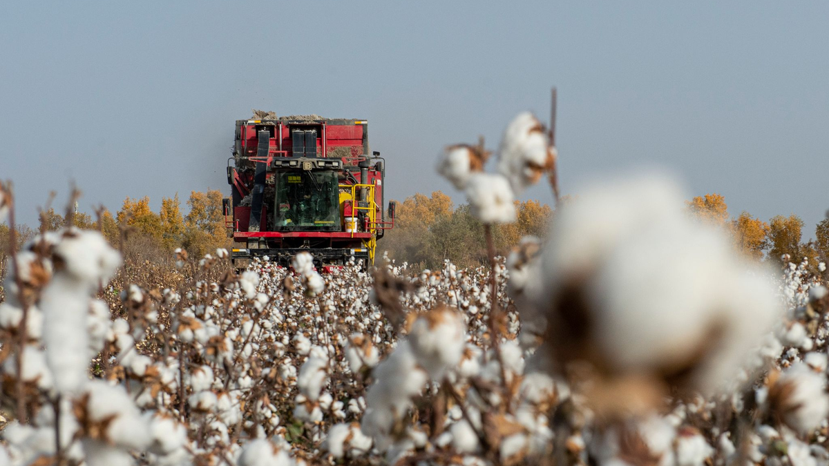 China wirft PVH vor, Baumwolle und andere Produkte aus Xinjiang gemieden zu haben. (Symbolbild) - Foto: Ma Kai/XinHua/dpa