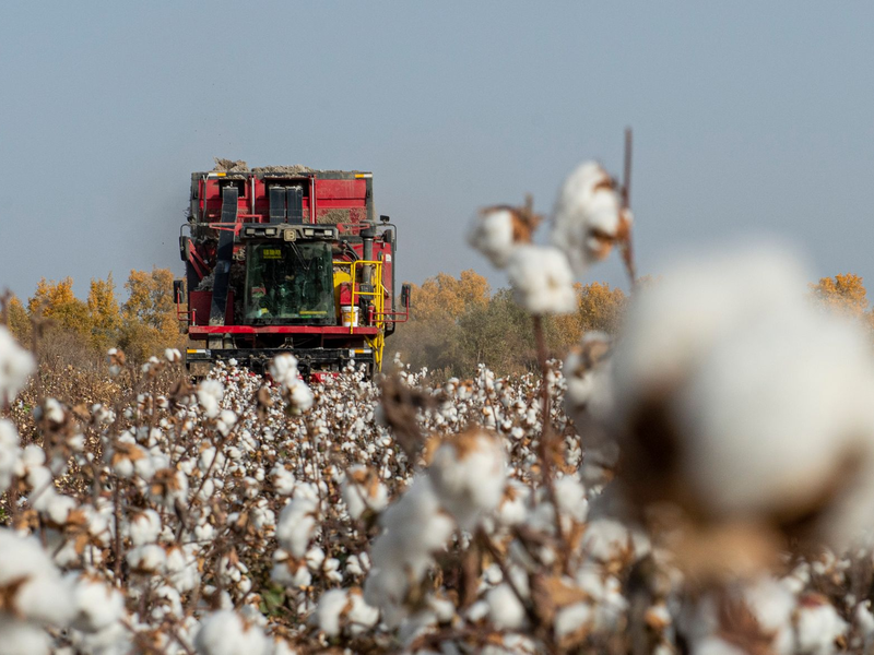 China wirft PVH vor, Baumwolle und andere Produkte aus Xinjiang gemieden zu haben. (Symbolbild) - Foto: Ma Kai/XinHua/dpa