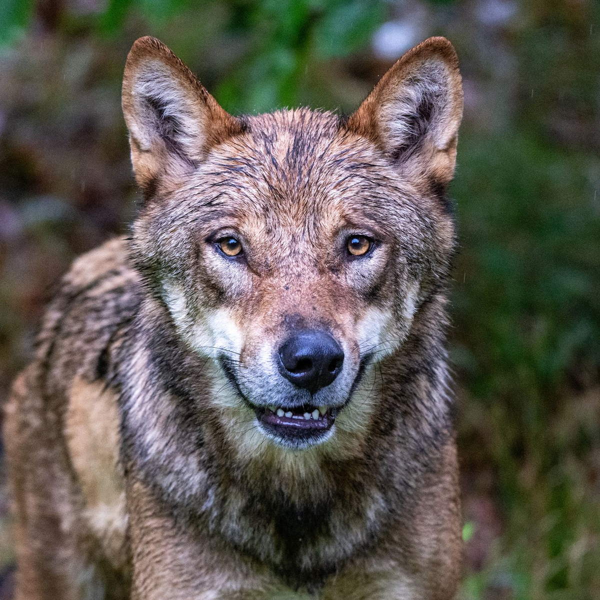 Die Debatte um die Bejagung des Wolfs geht weiter. Tirol will einen regulären Abschuss. - Foto: Armin Weigel/dpa