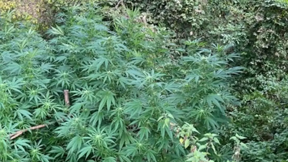 POL-EU: Cannabispflanzen entdeckt - Bild: presseportal.de
