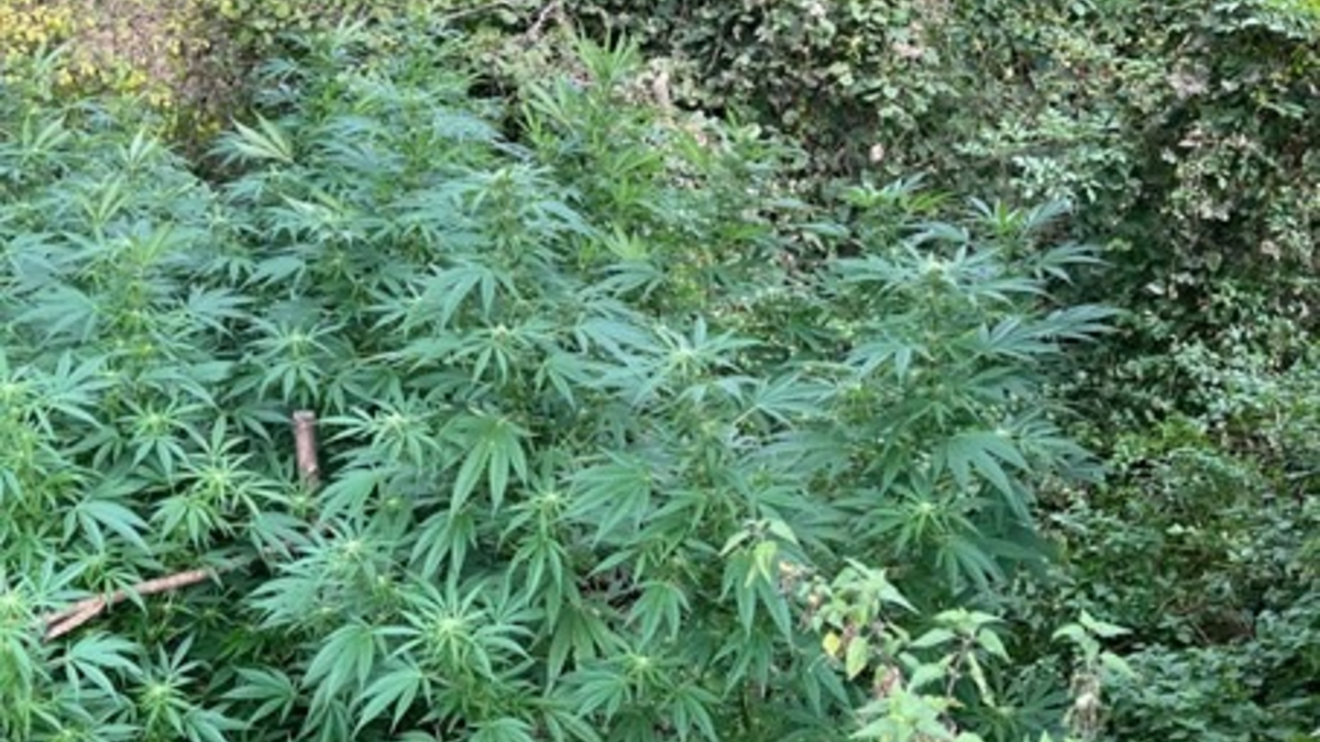 POL-EU: Cannabispflanzen entdeckt - Foto: presseportal.de