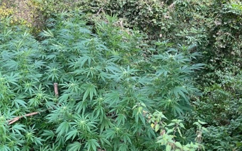 POL-EU: Cannabispflanzen entdeckt - Foto: presseportal.de