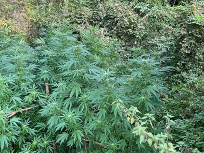 POL-EU: Cannabispflanzen entdeckt - Foto: presseportal.de