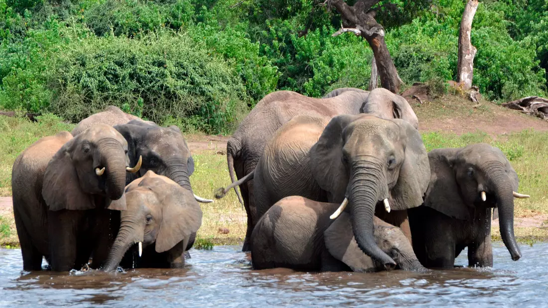 Eine Elefantenherde im Chobe-Nationalpark im Norden Botsuanas (Archivbild). - Bild: Charmaine Noronha/AP/dpa