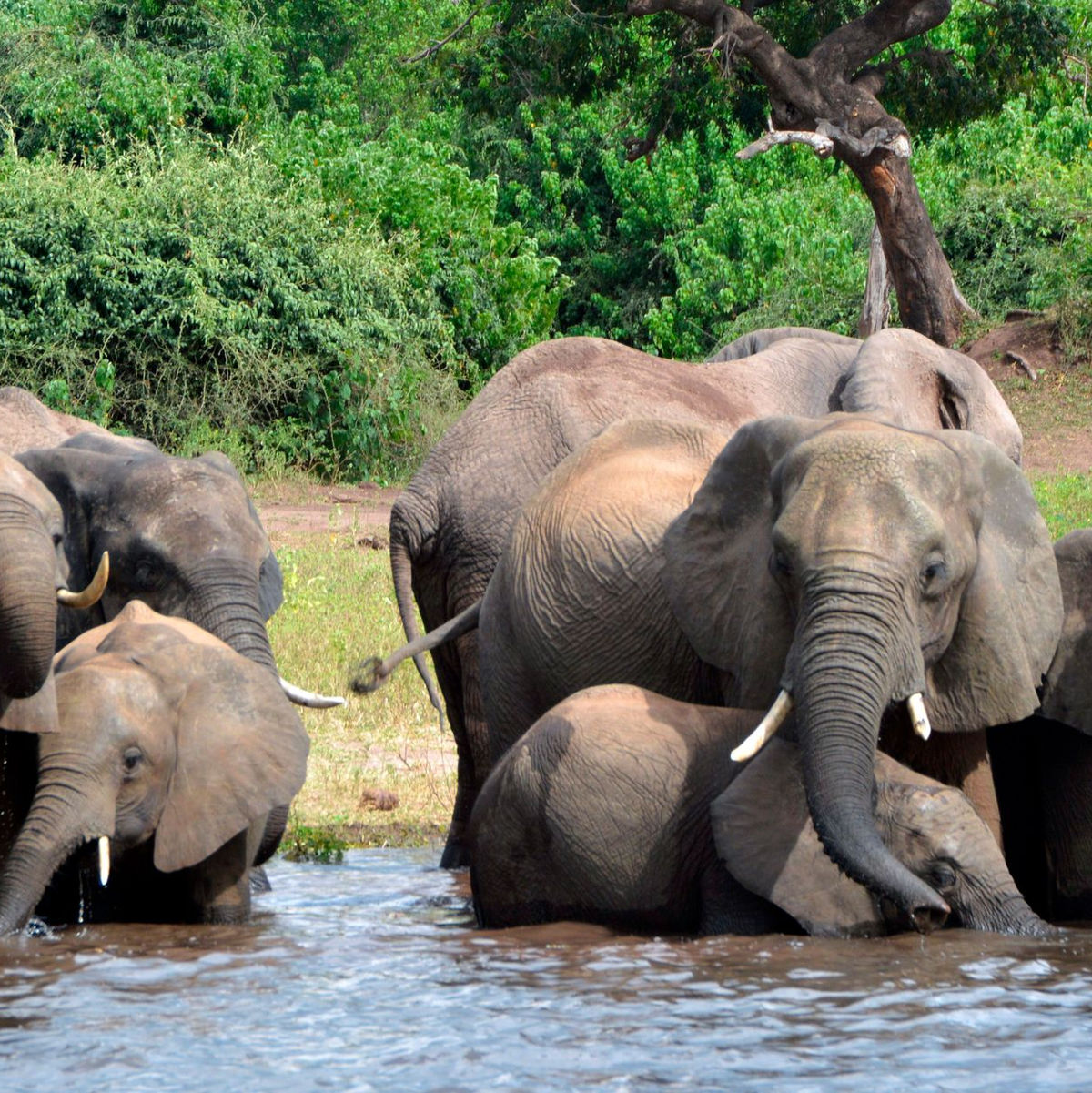 Elefanten trinken Wasser im Chobe-Nationalpark. (Archivbild) - Foto: Charmaine Noronha/AP/dpa