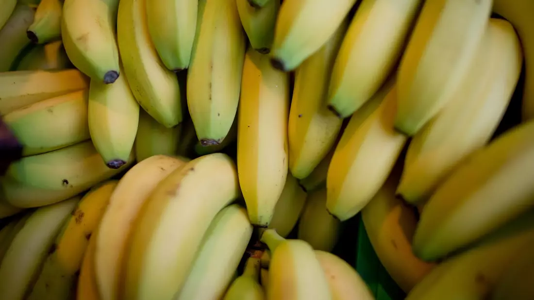 Nach einer Beschwerde beim Discounter Aldi haben Bananenarbeiter in Costa Rica Entschädigungszahlungen erhalten. (Symbolbild)  - Bild: Daniel Karmann/dpa