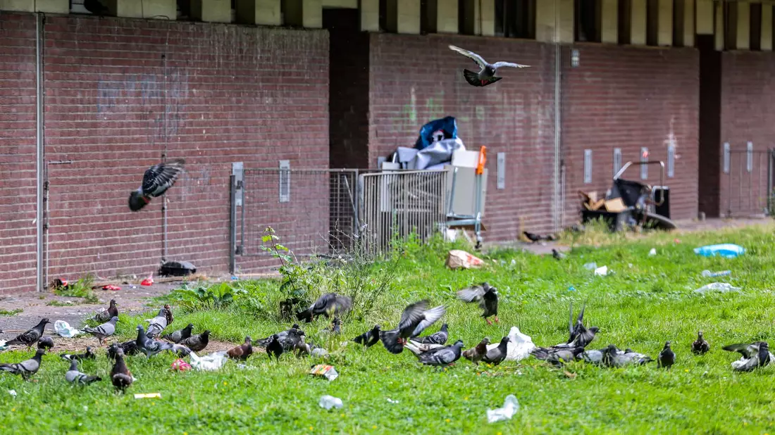 Tauben picken Essensreste aus Mülltüten und anderen Abfällen, die auf der Wiese direkt hinter dem Duisburger Hochhaus «Weißer Riese» liegen. (Archivbild) - Bild: Christoph Reichwein/dpa