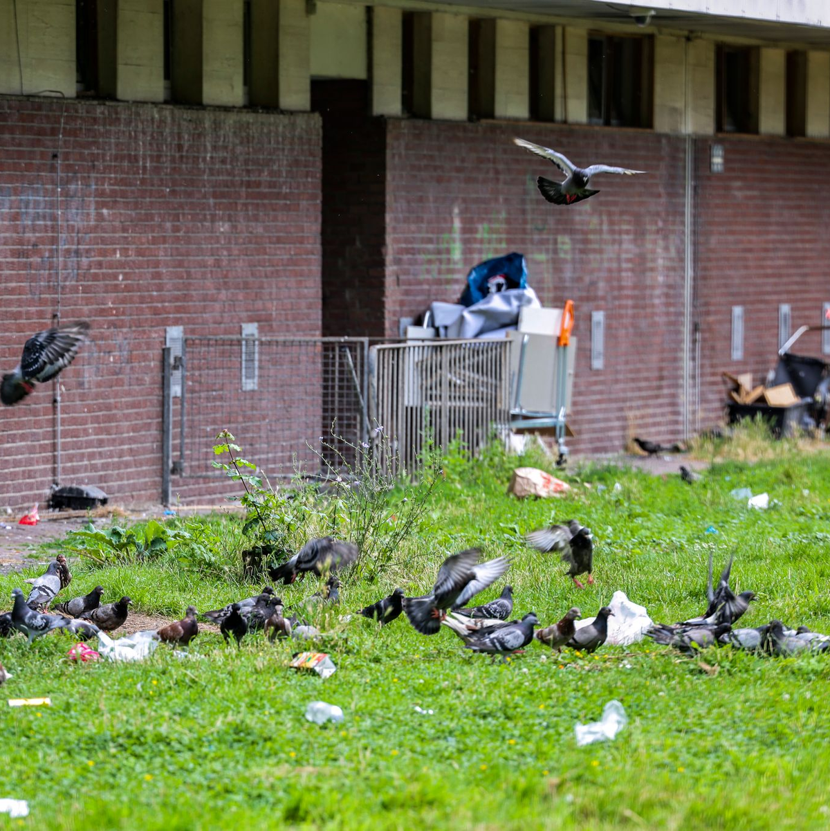 Tauben picken Essensreste aus Mülltüten und anderen Abfällen, die auf der Wiese direkt hinter dem Duisburger Hochhaus «Weißer Riese» liegen. (Archivbild) - Foto: Christoph Reichwein/dpa