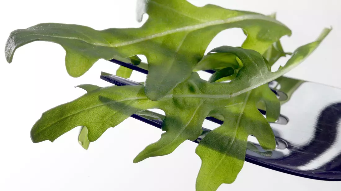 In Österreich wurde das Bakterium Salmonella Umbilo in Proben von Rucola aus Italien nachgewiesen. (Archivbild) - Bild: picture alliance / dpa