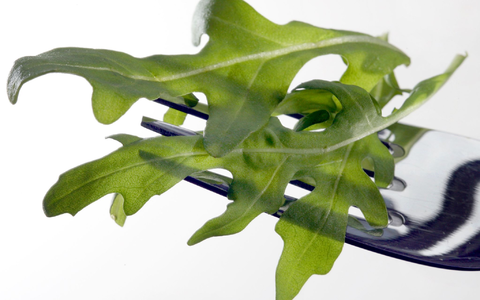 In Ă–sterreich wurde das Bakterium Salmonella Umbilo in Proben von Rucola aus Italien nachgewiesen. (Archivbild) - Foto: picture alliance / dpa In Ă–sterreich wurde das Bakterium Salmonella Umbilo in Proben von Rucola aus Italien nachgewiesen. (Archivbild) - Foto: picture alliance / dpa