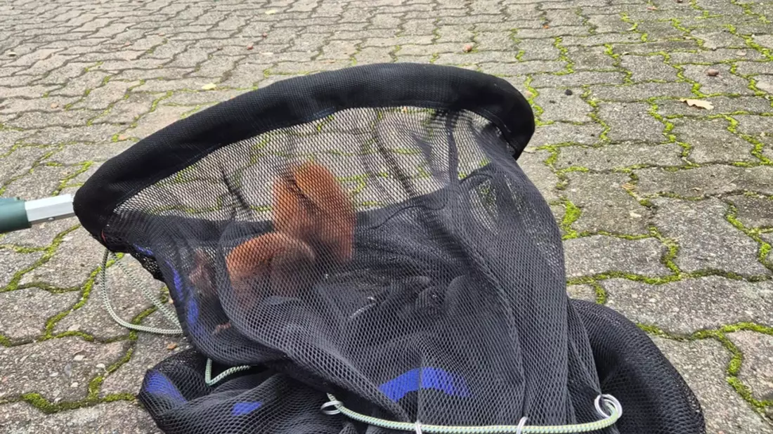 FW Bad Segeberg: Tierische Verfolgungsjagd im Modehaus - weitere Einsätze in den vergangenen Tagen - Bild: presseportal.de