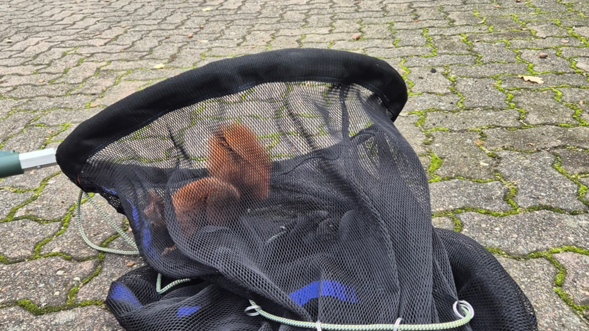 FW Bad Segeberg: Tierische Verfolgungsjagd im Modehaus - weitere Einsätze in den vergangenen Tagen - Foto: presseportal.de