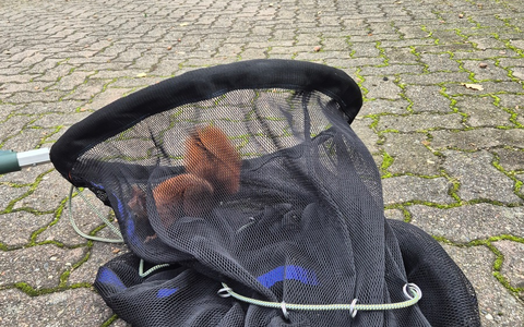 FW Bad Segeberg: Tierische Verfolgungsjagd im Modehaus - weitere Einsätze in den vergangenen Tagen - Foto: presseportal.de