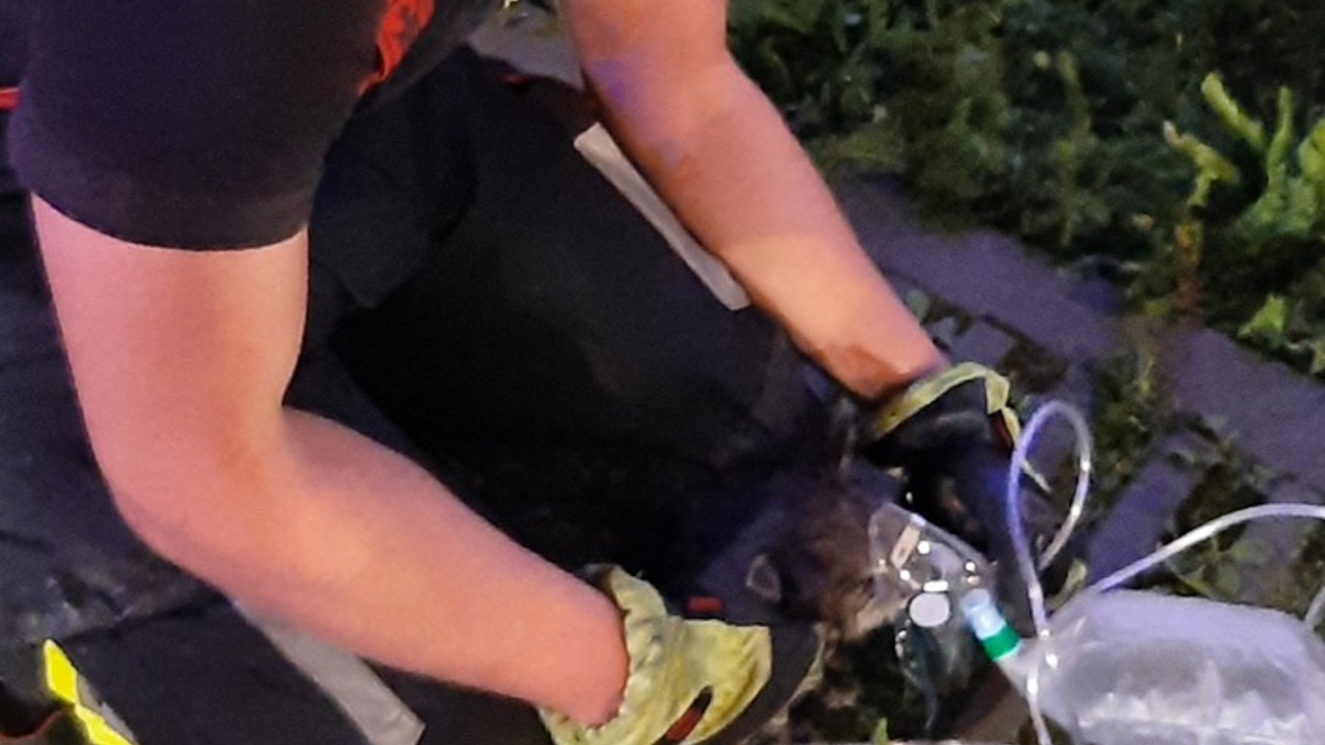 FW-M: Katzen sterben bei Zimmerbrand (Laim) - Foto: presseportal.de