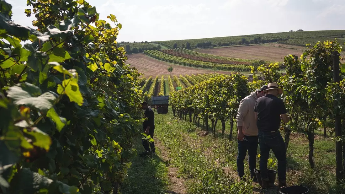 Weingut Zwölberich startet mit neuem Team und Neuausrichtung seiner Marke in die Zukunft - Bild: presseportal.de