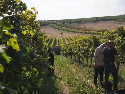 Weingut Zwölberich startet mit neuem Team und Neuausrichtung seiner Marke in die Zukunft - Foto: presseportal.de
